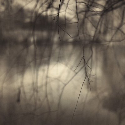Pond and Branches