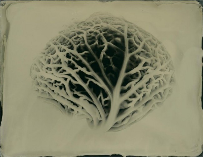 Vascular - whole plate collodion on aluminum