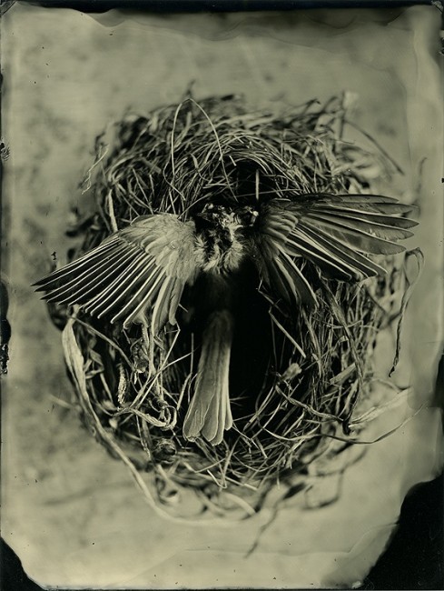 Life and Death - 6x8 collodion on aluminum